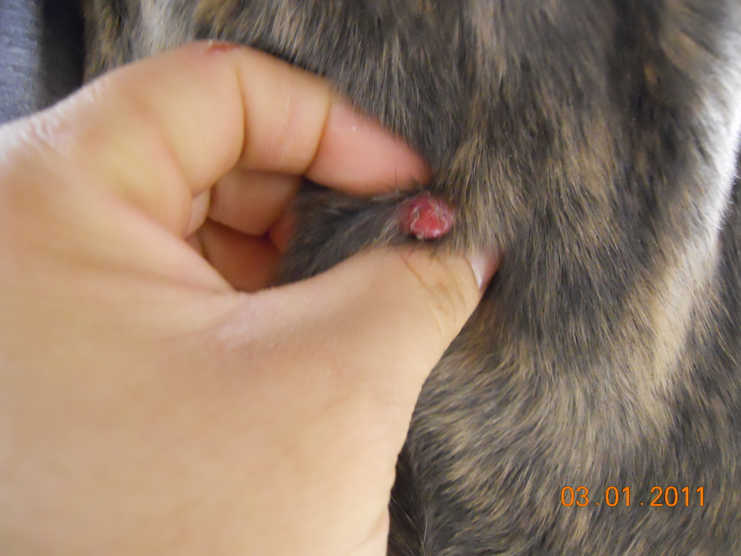 what is a histiocytoma on a dog